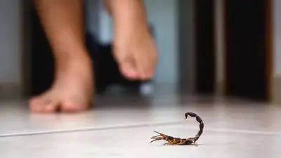 alacranes en casa. alacranes en casa.