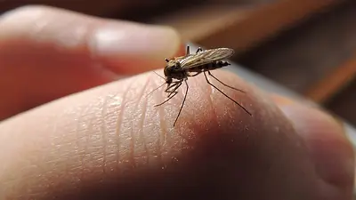 Mosquitos. Mosquitos.