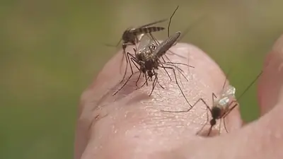 mosquitos, dengue, mosquitos, cerveza, banana mosquitos, dengue, mosquitos, cerveza, banana