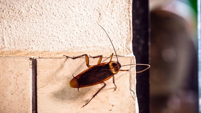 cucaracha en la pared.
