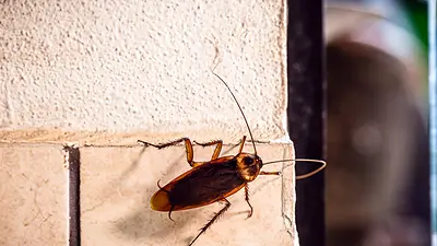 Cucarachas Cucarachas