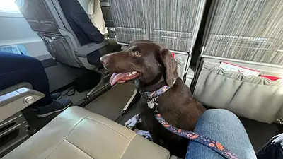 Mascota en el avión. Mascota en el avión.
