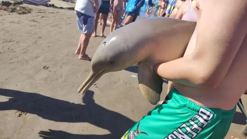 Volvió a pasar: turistas de Mar del Tuyú sacaron un delfín del agua y el animal murió