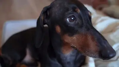 Perro salchicha Perro salchicha