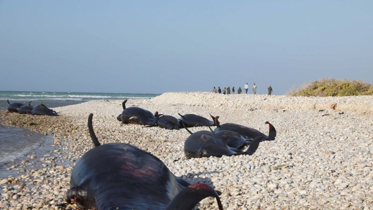 Hallados más de 100 delfines muertos en la costa somalí, la causa es un misterio