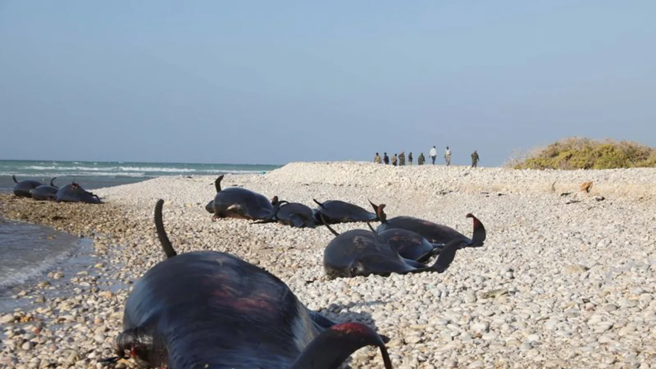 Hallados más de 100 delfines muertos en la costa somalí, la causa es un misterio