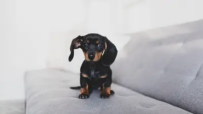 Perro salchicha. Perro salchicha.