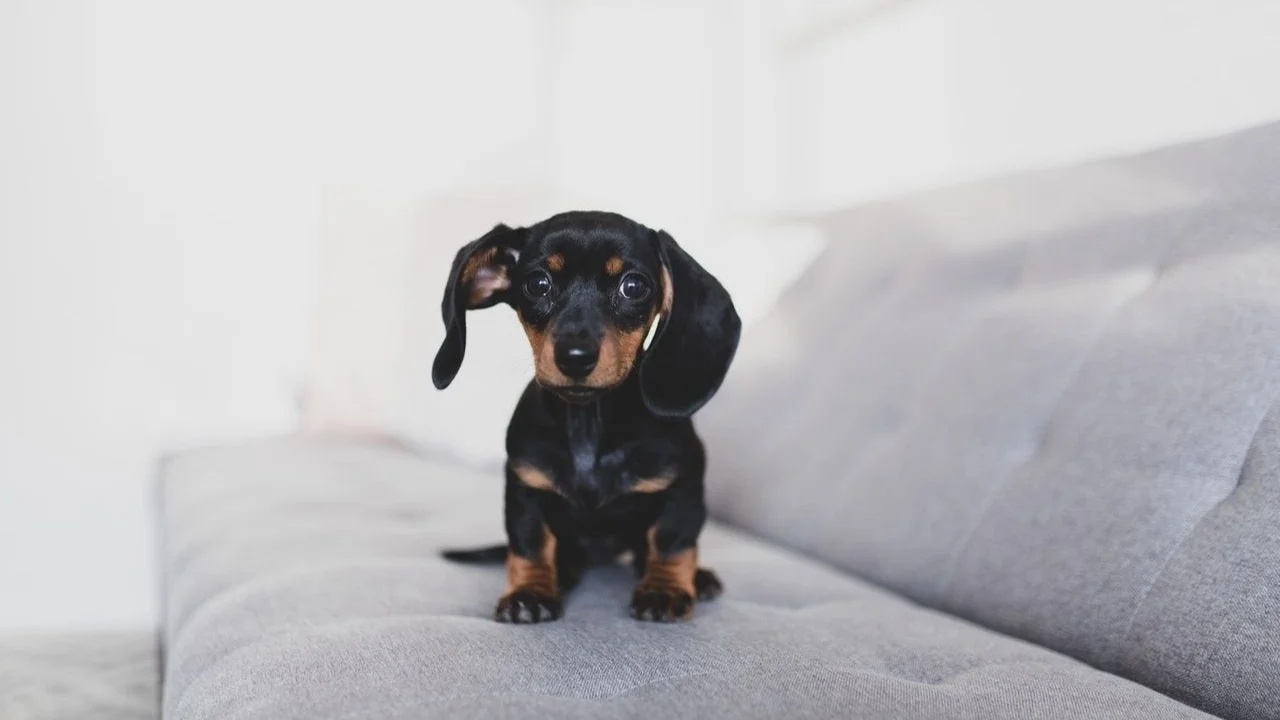 Perro salchicha.