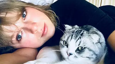 Scottish Fold y Taylor Swift. Scottish Fold y Taylor Swift.