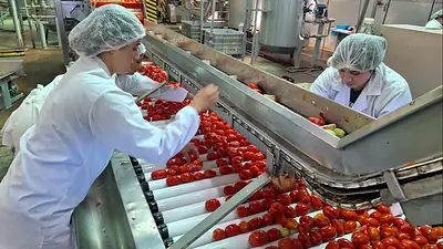 Agroandina arranca con todo la temporada 2025: la empresa riojana tiene cifras récord en procesamiento de tomates Agroandina arranca con todo la temporada 2025: la empresa riojana tiene cifras récord en procesamiento de tomates