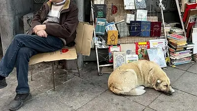 Imágenes de perros en Tiflis. Imágenes de perros en Tiflis.
