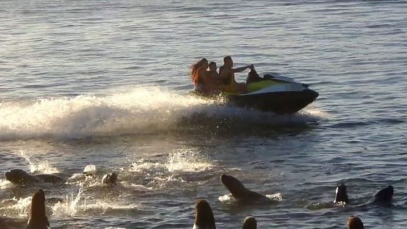 lobos marinos mdp
