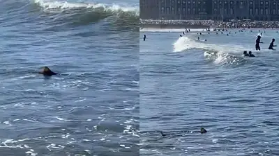 Tiburón en Mar del Plata Tiburón en Mar del Plata