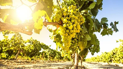 Orgullo chayero: una cooperativa de vino riojana promocionará la Chaya en sus envases Orgullo chayero: una cooperativa de vino riojana promocionará la Chaya en sus envases