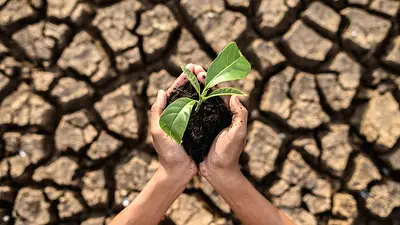 Conocé las consecuencias en la agricultura argentina: el impacto del cambio climático Conocé las consecuencias en la agricultura argentina: el impacto del cambio climático