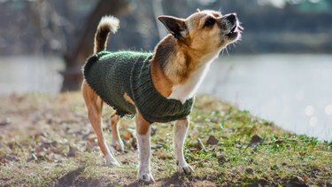Crearon una IA capaz de traducir los ladridos de los perros