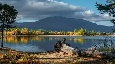 Conocé el peligro en que se encuentran los bosques nativos argentinos. Conocé el peligro en que se encuentran los bosques nativos argentinos.