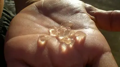 Tapiocas de mar. Tapiocas de mar.