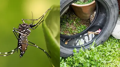 Salud pública y comunitaria: La Rioja refuerza la prevención del dengue con operativos contra el Aedes aegypti Salud pública y comunitaria: La Rioja refuerza la prevención del dengue con operativos contra el Aedes aegypti