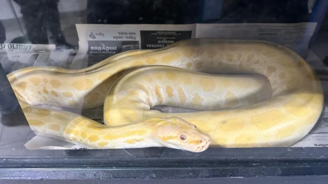 Desmantelan un criadero clandestino de serpientes ilegales: hallaron especies exóticas