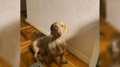 Final feliz: apareció Oliver, el perrito que había sido robado mientras esperaba a su dueño en un supermercado de Belgrano Final feliz: apareció Oliver, el perrito que había sido robado mientras esperaba a su dueño en un supermercado de Belgrano