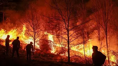 Incendios forestales Incendios forestales
