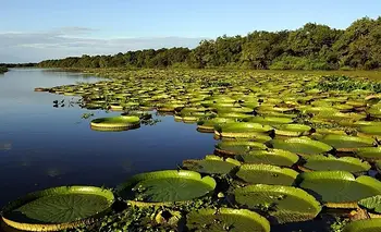 El humedal argentino donde navegás entre yacarés y selva inundada | Escapadas