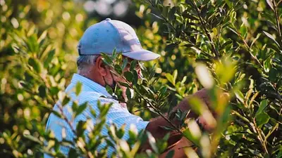 Producción y conservación: las políticas del Gobierno de Misiones para fortalecer al sector yerbatero Producción y conservación: las políticas del Gobierno de Misiones para fortalecer al sector yerbatero