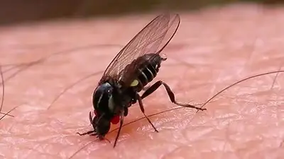 Qué son los barigüí y por qué aparecieron en Buenos Aires. Qué hacer ante la picadura de una mosca negra. Cómo prevenir la picadura de una mosca negra. Qué son los barigüí y por qué aparecieron en Buenos Aires. Qué hacer ante la picadura de una mosca negra. Cómo prevenir la picadura de una mosca negra.