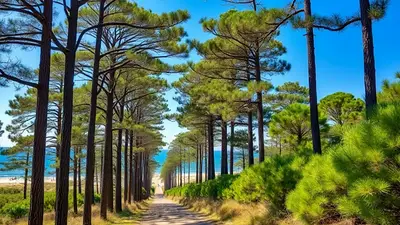 La playa del "millón de pinos" ideal para el verano 2026 si buscas tranquilidad: queda a solo 4 horas de CABA La playa del "millón de pinos" ideal para el verano 2026 si buscas tranquilidad: queda a solo 4 horas de CABA