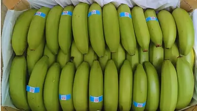 Formosa fortalece la producción nacional de banana con nuevas variedades desarrolladas por el INTA Formosa fortalece la producción nacional de banana con nuevas variedades desarrolladas por el INTA