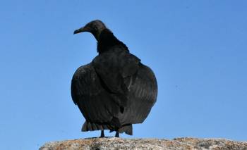 Vuelven a Córdoba 48 animales rescatados y protegidos: son especies en amenaza | Animales