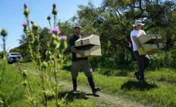 Volvieron más de 520 animales rescatados a Santa Fe: estaban en amenaza en Argentina | Animales