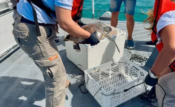 Volvió al Mar: la importante especie marina que rescataron en el Río de la Plata | Conservación ecosistemas