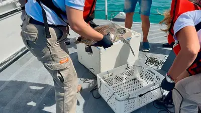 Volvió al Mar: la importante especie marina que rescataron en el Río de la Plata Volvió al Mar: la importante especie marina que rescataron en el Río de la Plata