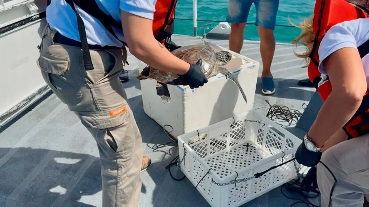 Volvió al Mar: la importante especie marina que rescataron en el Río de la Plata