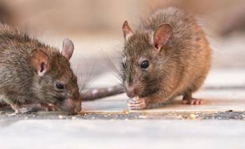 Hantavirus: una nena de 10 años murió en General Belgrano y ya son 23 muertos | Hantavirus