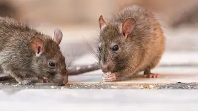 El impacto en Argentina del crucero con hantavirus: cuántos casos hay y el contagio entre humanos El impacto en Argentina del crucero con hantavirus: cuántos casos hay y el contagio entre humanos