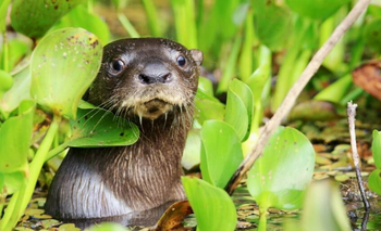 El regreso histórico de las nutrias gigantes al Iberá correntino | Animales