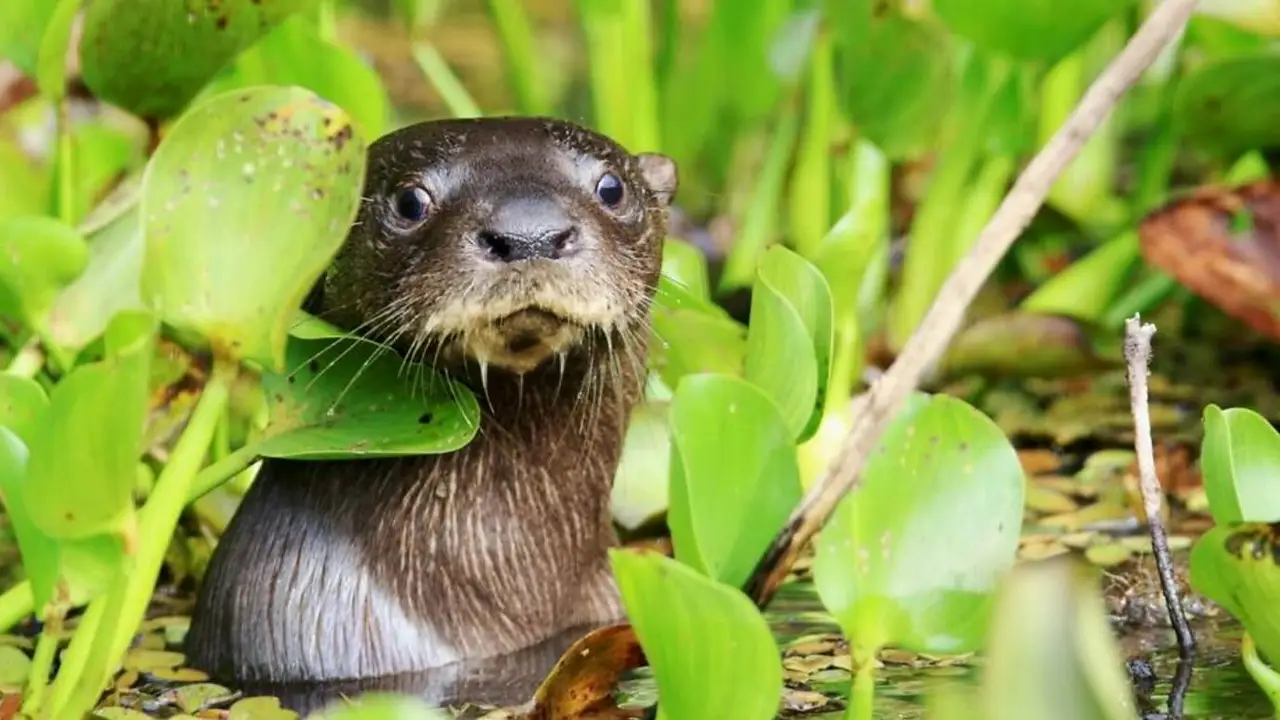 Volvieron después de 40 años a Argentina: liberaron una familia de un importante animal en Corrientes