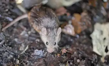 Alerta por hantavirus: las provincias en riesgo por el aumento de muertes | Salud