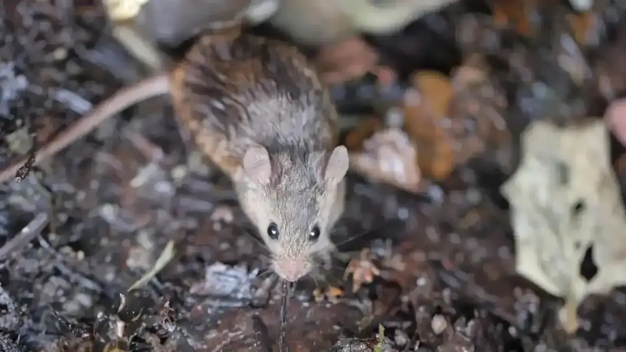 Murió un joven de 26 años a 48 horas de haber sido internado por hantavirus