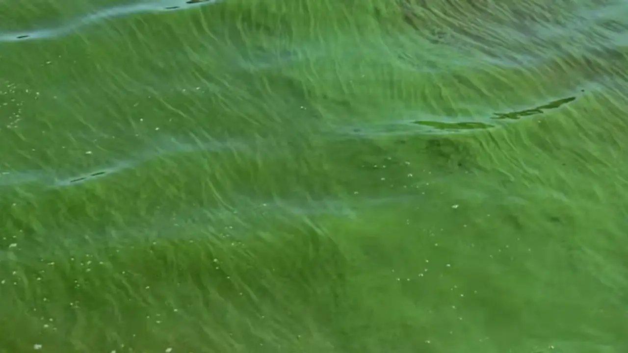Alerta por cianobacterias en la República de los Niños de La Plata: autoridades piden no meterse al agua