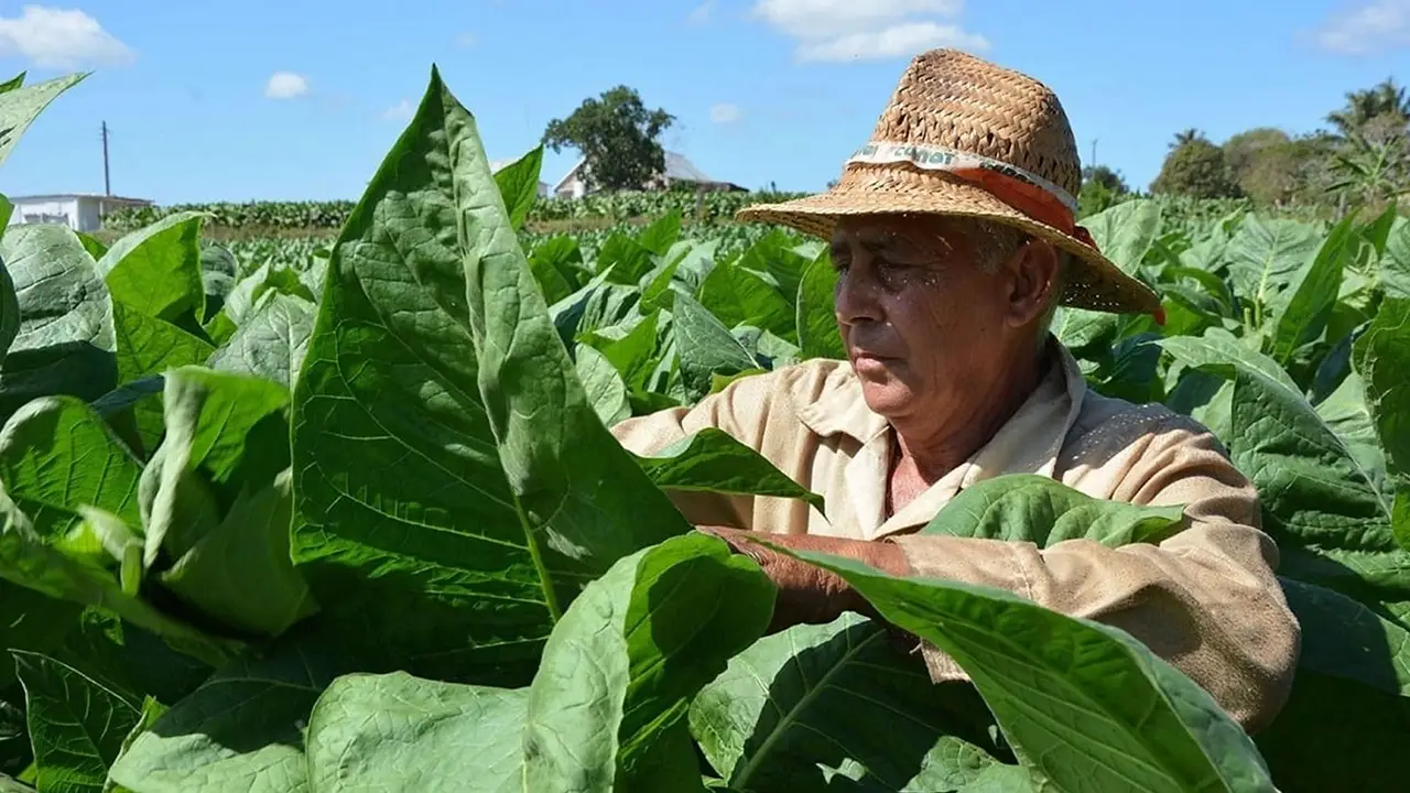 Misiones pagará casi $2.000 millones al sector tabacalero y alcanzará a más de 11 mil productores