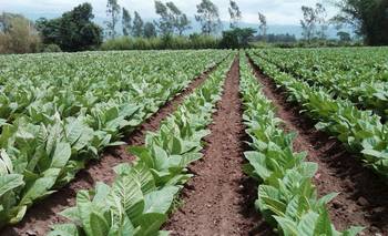 Apertura, concentración y atraso cambiario: las economías regionales, al límite | Crisis económica