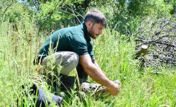 Volvió a Santa Fe después de 10 años: el animal que estaba en amenaza en Argentina | Animales