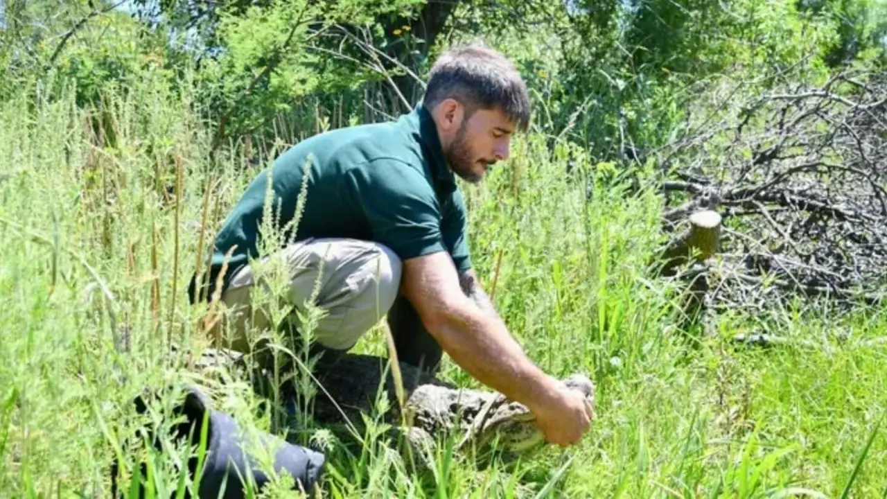 Volvió a Santa Fe después de 10 años: el animal que estaba en amenaza en Argentina