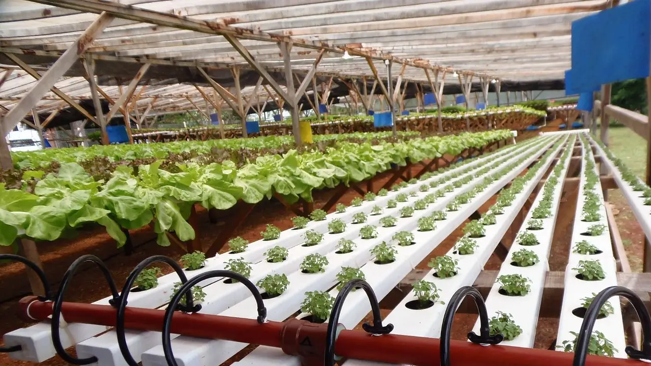 Cambio productivo: Misiones apuesta a la hidroponía para modernizar la horticultura y optimizar recursos