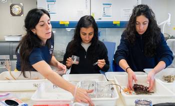 Ciencia, arte y soberanía: inauguran la muestra “Vidas Submarinas” en Mar del Plata | Ciencia 