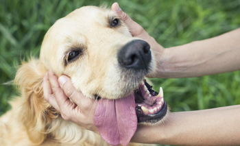 El accesorio para perros que es furor en redes y desata críticas | Mascotas